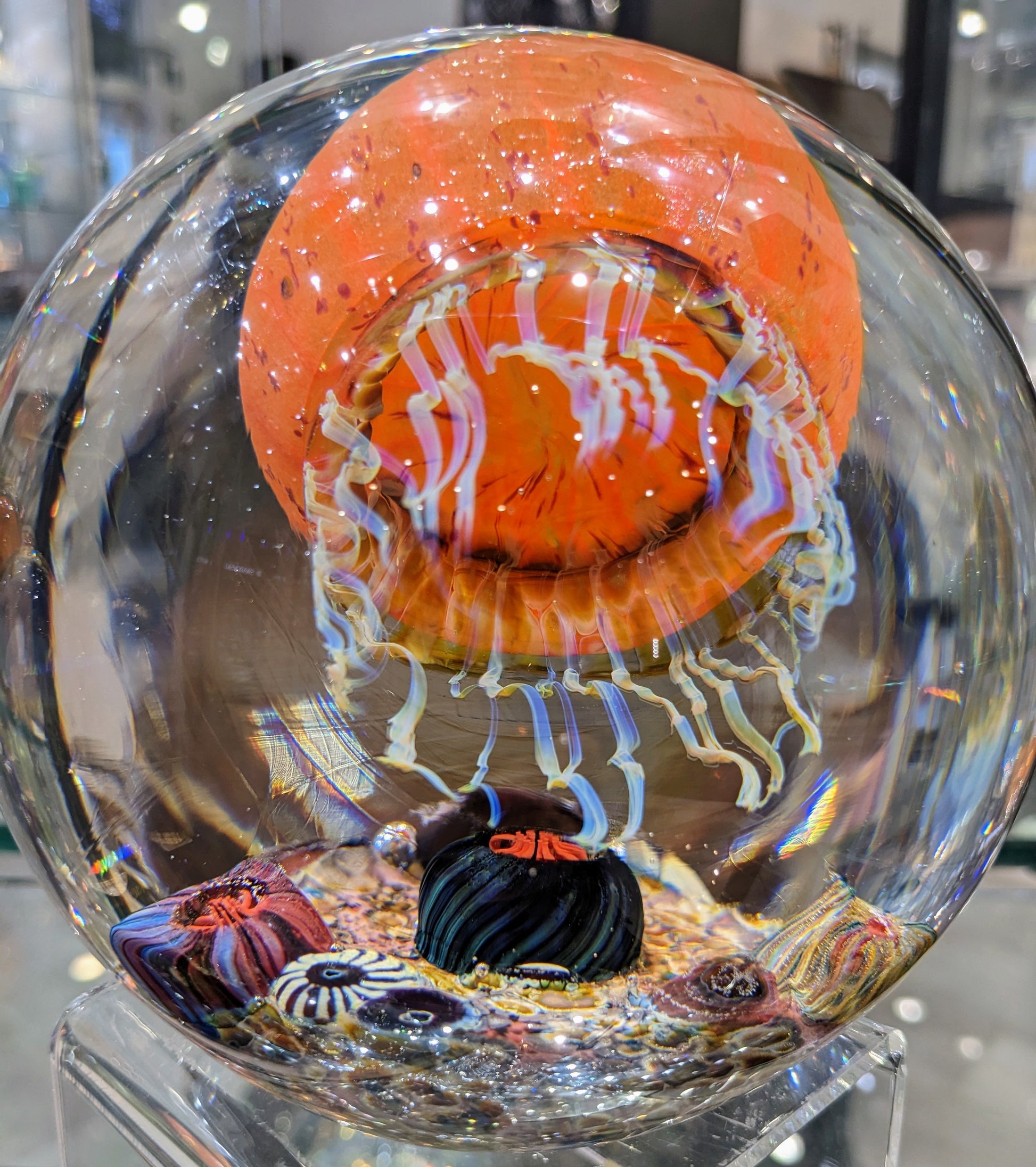 Pacific Coast side swimmer Satava Jellyfish 6" Dia